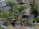 Olea europaea- Bonsai forma